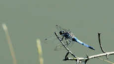 Blaugrüne Mosaikjungfer (2).jpg